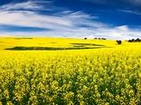 بهترین زمان کشت کلزا در کرمانشاه از اواسط شهریورماه 