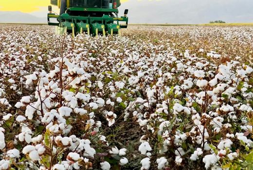 برداشت پنبه از 19 هزار هکتار مزارع فارس آغاز شد