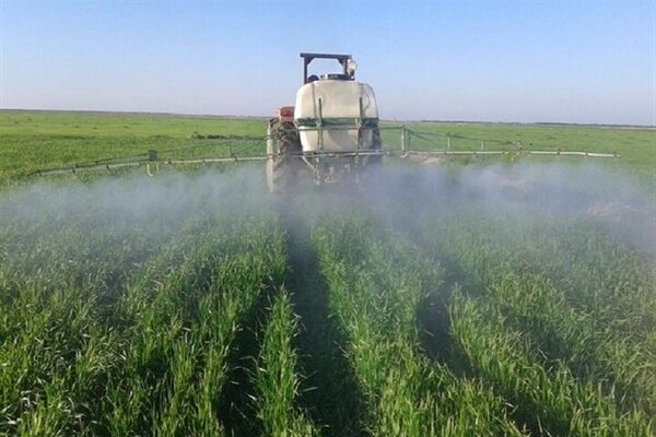 مبارزه با عوامل خسارت‌زای گندم و جو در مزارع شهرستان قدس