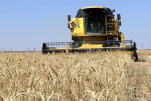خرید ۲۵۰ هزار تن گندم در قزوین هدفگذاری شد