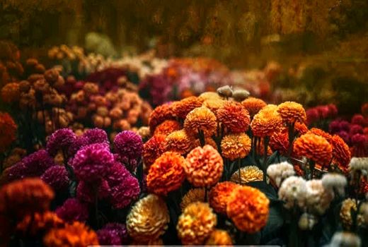 جشن رنگ و زندگی در پاییز تهران