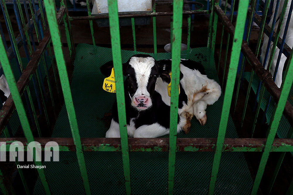 گاوداری هزار راسی ایلام