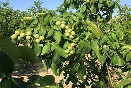 توسعه ارقام پر بازده گردو در مرودشت