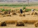 رویه‌های ناکافی و آینده مبهم در کشت فراسرزمینی