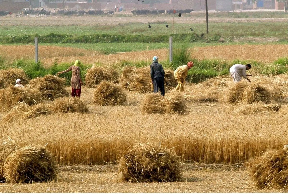 رویه‌های ناکافی و آینده مبهم در کشت فراسرزمینی