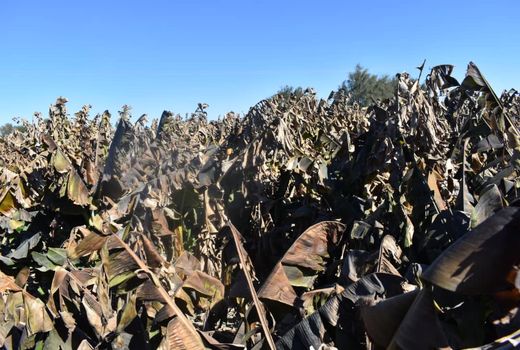 خسارت سنگین سرمای شدید شبانه به موزستان‌های شهرستان کنارک