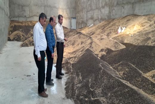 خرید تضمینی کلزا در آذربایجان شرقی ۲۰ درصد افزایش یافت