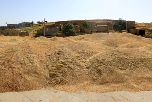 ۲۵۰ هزار تن گندم از کشاورزان کردستانی خریداری شد