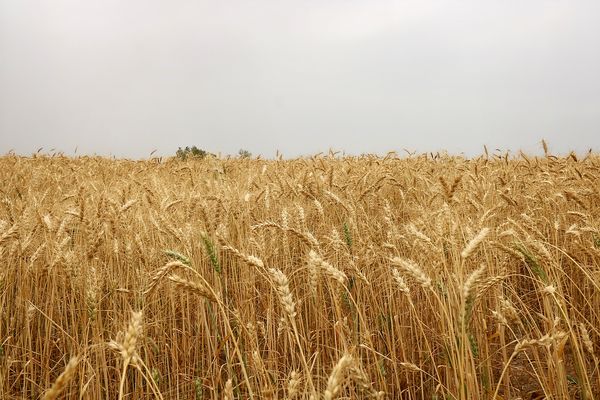 تشکیل  باشگاه گندم یاران در خوزستان  برای افزایش خوداتکایی و کشاورزی پایدار