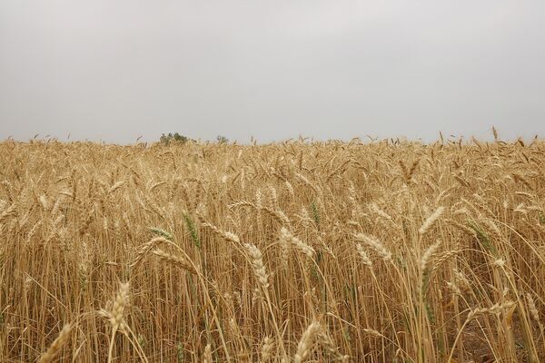 تشکیل  باشگاه گندم یاران در خوزستان  برای افزایش خوداتکایی و کشاورزی پایدار