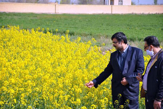 بازدید رئیس مرکز تحقیقات و آموزش کشاورزی  آذربایجان شرقی از پروژه دانه های روغنی در مرکز خسروشاه