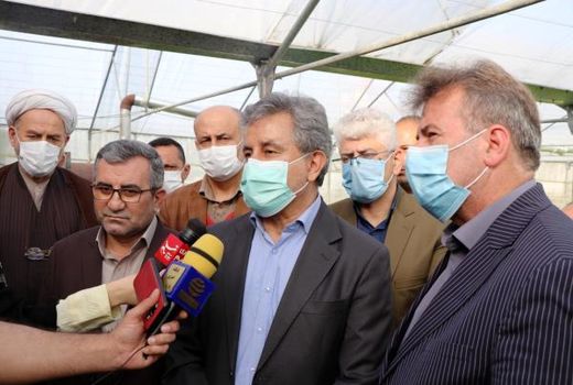 کشت برنج در استان‌های شمالی قراردادی می شود