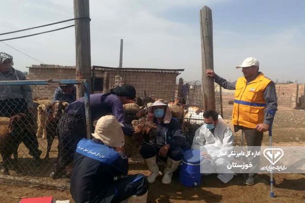 واکسیناسیون ۳ هزار نوبت سر دام سبک و سنگین در دزفول