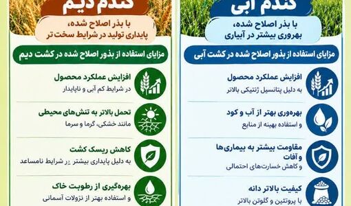 استفاده از بذور اصلاح شده گندم، یک انتخاب هوشمندانه برای افزایش تولید و تضمین امنیت غذایی