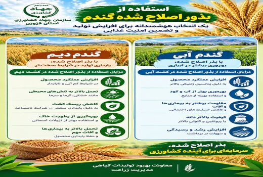 استفاده از بذور اصلاح شده گندم، یک انتخاب هوشمندانه برای افزایش تولید و تضمین امنیت غذایی