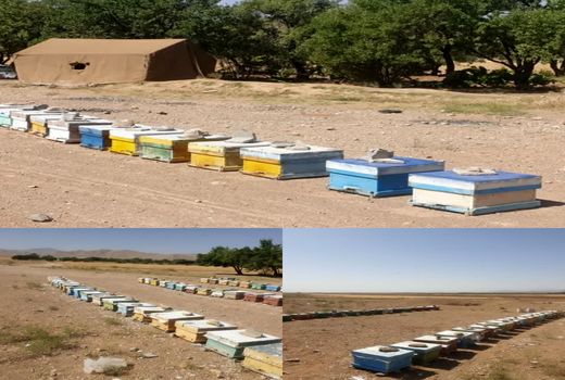 تولید ۱۲۵۰۰ تن عسل در استان فارس