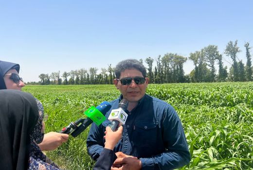 تولید بذر ارزن و سورگوم مقاوم به گرما و خشکی در راستای افزایش ضریب خود اتکایی در علوفه