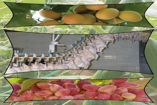 تولید ۱.۷ میلیون تن محصولات کشاورزی و دامی در استان یزد 