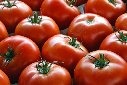 خرید 162 هزار تن گوجه فرنگی برای حمایت از کشاورزان
