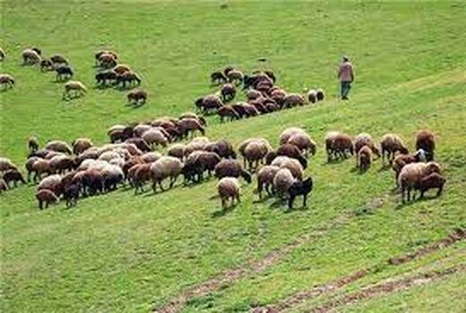 تمدید مهلت برای صدور مجوز چرای دام در مراتع خراسان شمالی 