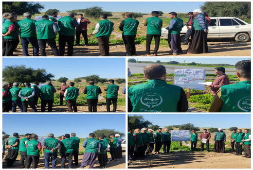 شناسایی و مدیریت بیماری‌های ویروسی گوجه‌فرنگی و فلفل در گتوند