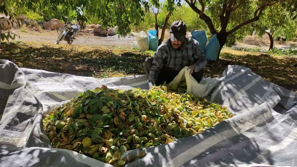 «بادام مامایی» چهارمحال و بختیاری ۴۰ میلیون دلار ارزآوری داشت