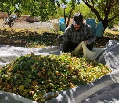 «بادام مامایی» چهارمحال و بختیاری ۴۰ میلیون دلار ارزآوری داشت