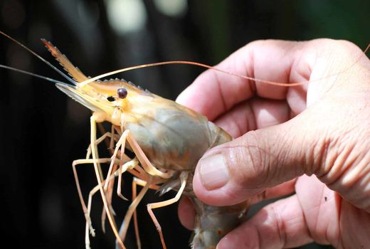 صادرات 28 کیلو خاویار پرورشی طی سال گذشته