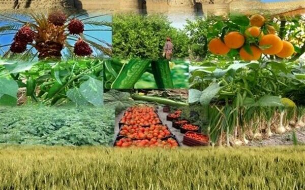 صادرات ۹۹۵ هزار تنی محصولات کشاورزی