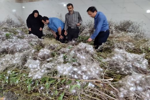 تولید بیش از سه هزار و 200 کیلوگرم پیله تر ابریشم در شهرستان جلفا