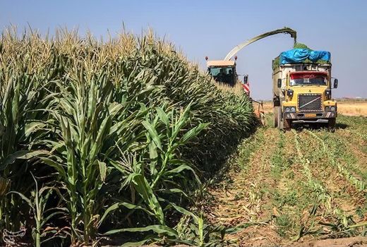 آغاز برداشت ذرت علوفه‌ای بهاره در دزفول