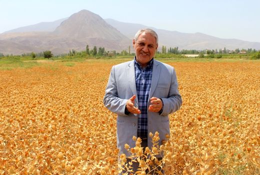 آغاز برداشت گلرنگ از 13 هکتار از مزارع شهرکشکسرای شهرستان مرند