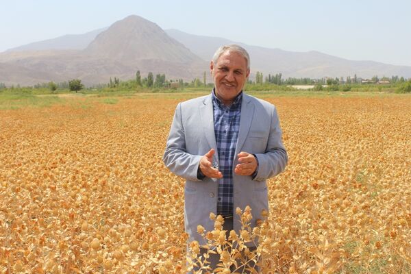 آغاز برداشت گلرنگ از 13 هکتار از مزارع شهرکشکسرای شهرستان مرند