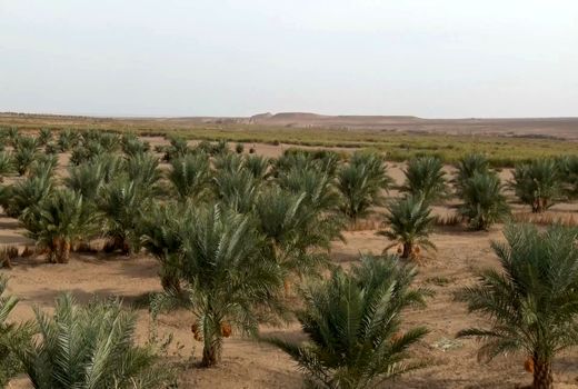 آغاز برداشت محصول خرمای ارگانیک دربخش کویرات آران و بیدگل