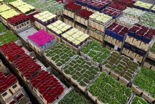 رشد 37 درصدی صادرات گیاهان دارویی در سال گذشته