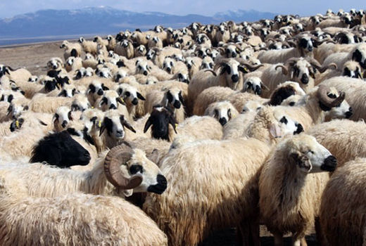 آغاز برداشت پشم از نژاد قوچ ماکویی در شهرستان مرند