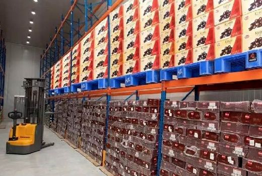 توسعه سردخانه‌ها در استان بوشهر/ شرایط نگهداری خرما متحول شد