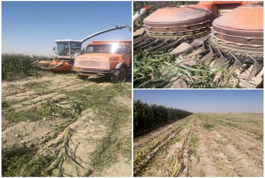 آغاز برداشت ذرت علوفه ای در شهرستان مهران