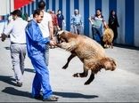 مراسم ذبح بهداشتی دام عید قربان امسال برگزار نمی‌شود