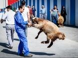 مراسم ذبح بهداشتی دام عید قربان امسال برگزار نمی‌شود