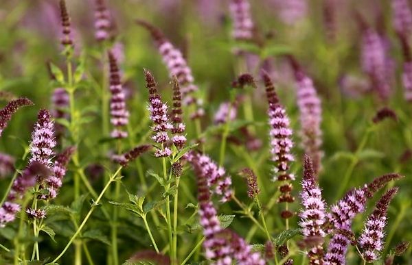 برداشت بیش از 6هزار تن نعناع از ۱۶۰ هکتار مزارع شهرستان کاشان