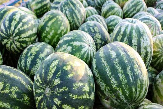 کنترل سطوح زیر کشت سبزی و صیفی الزامی است