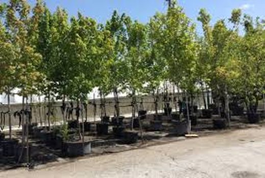 نظارت بر  10 هزار مترمربع اراضی نهالستان در شهرستان حمیدیه