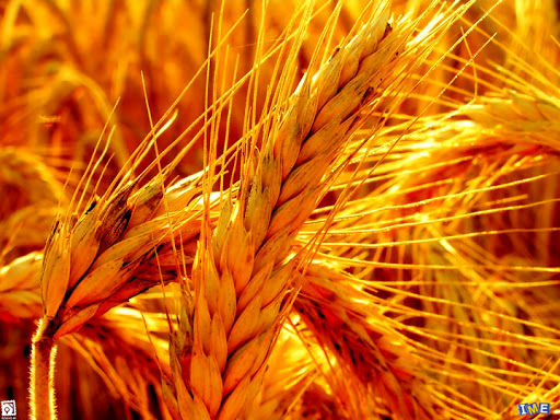 مرغوبیت گندم چهارمحال و بختیاری در سال جاری