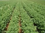 کشت شبدر در 9 هزار هکتار شالیزار بابل/ توزیع 270 تن بذر