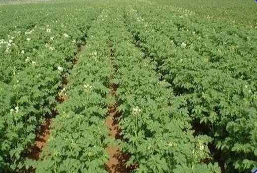 کشت شبدر در 9 هزار هکتار شالیزار بابل/ توزیع 270 تن بذر