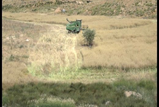 آغاز برداشت کلزا از مزارع بویین میاندشت