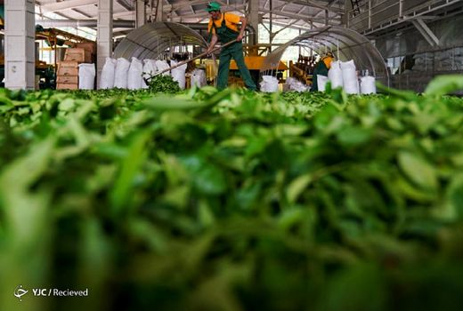 رشد ۱۰ درصدی تولید برگ سبز چای؛ ۸۰ درصد مطالبات چایکاران پرداخت شد