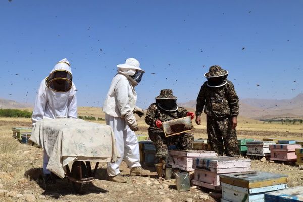 آغاز برداشت عسل از زنبورستانهای چهارمحال و بختیاری