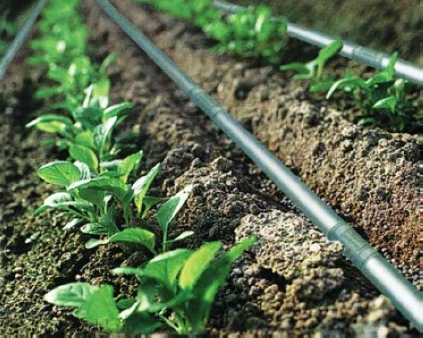 تغییر نگرش بهره برداران و اصلاح نظام آبیاری